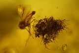 Two Fossil Flies (Diptera) In Baltic Amber #139047-2
